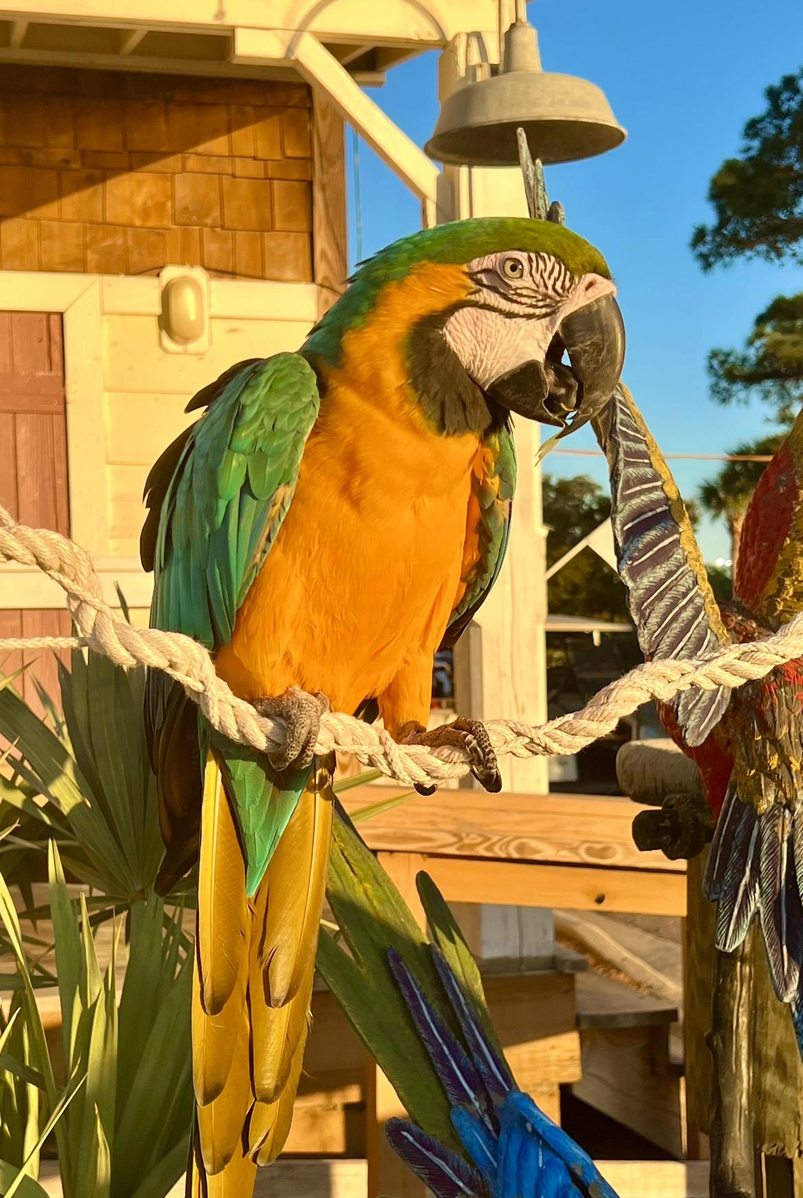 Mary Ann in her enclosure at Marina Bar and Grill