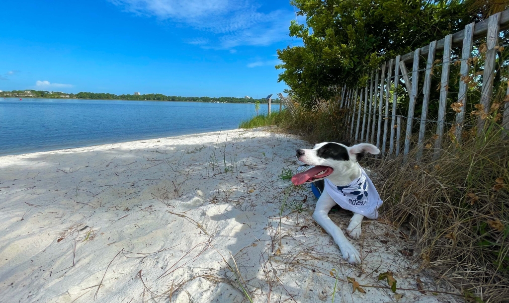 We re Pet Friendly Sandestin Golf and Beach Resort